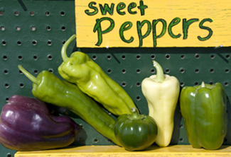 Sweet peppers at green-ripe stage